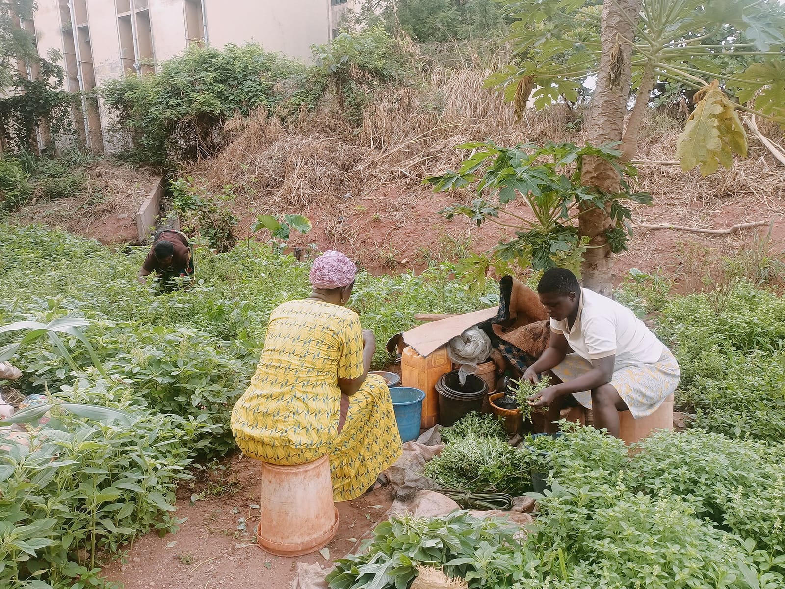 Maimouna Coulibaly et Ruth Oniang’o récompensées par le Prix de l’Alimentation en Afrique 2017